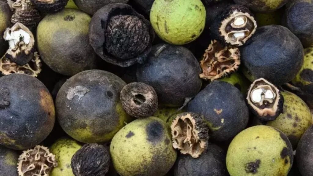 Beyaz saçları tarihe karıştıran karışım! Mısırlı kadınların güzellik tavsiyeleri