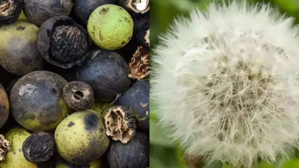 Beyaz saçları tarihe karıştıran karışım! Mısırlı kadınların güzellik tavsiyeleri