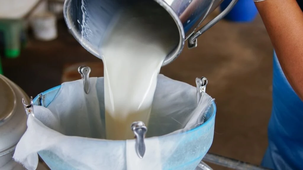Bozuk sütten peynir yapılır mı? Bozuk süt ne zamana kadar kullanılır?