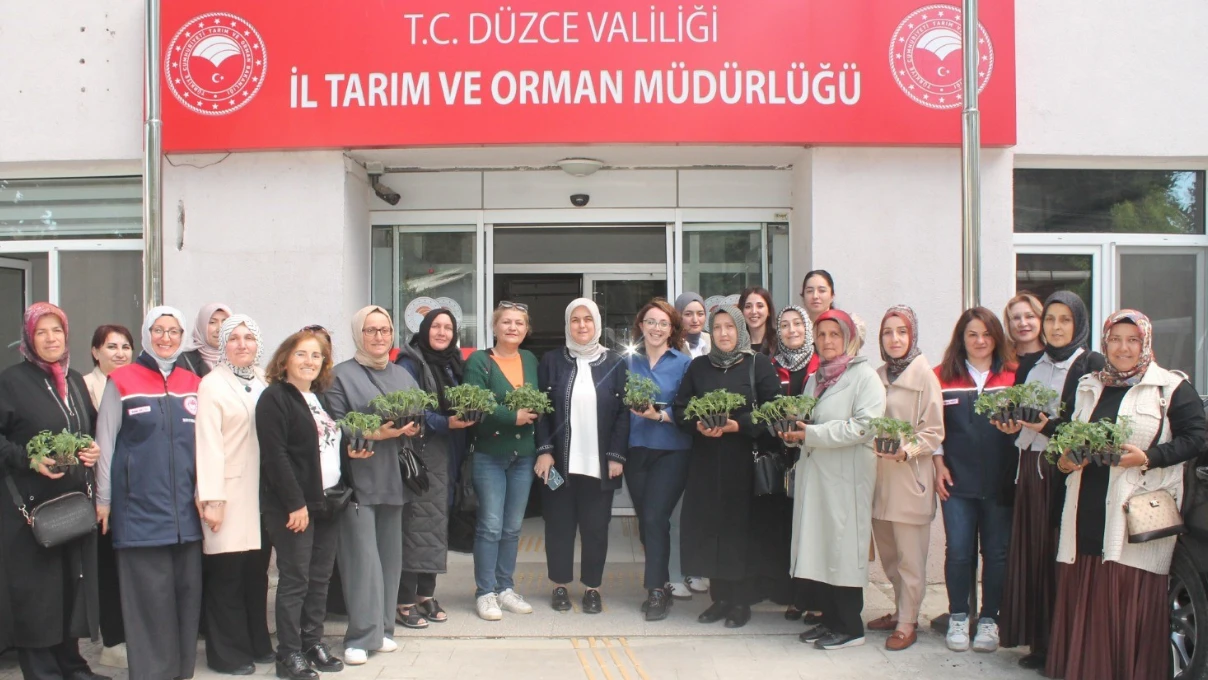 Duzce 1 1