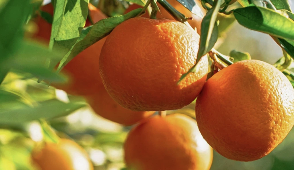 MasterChef’te mandalinayla yapılan o tatlı olay oldu! Tarifi için internet bile karıştı 9 Ekran Resmi 2025 11 19 14.07.55