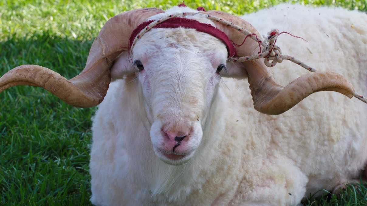Kurban 1