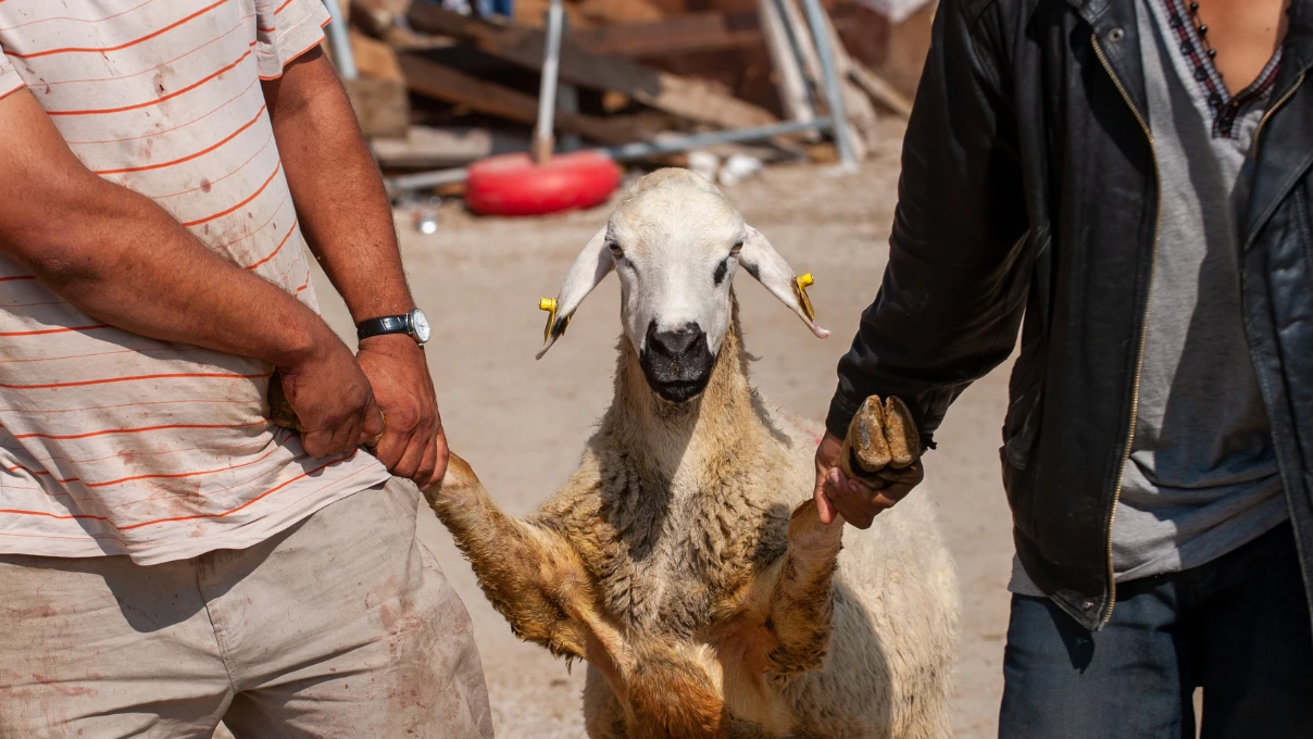 Kurban 7