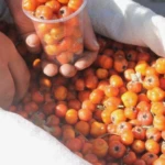 MasterChefte adi ilk kez duyuldu Tezgahlarda yerini aldi faydalarini duyan inanamiyor