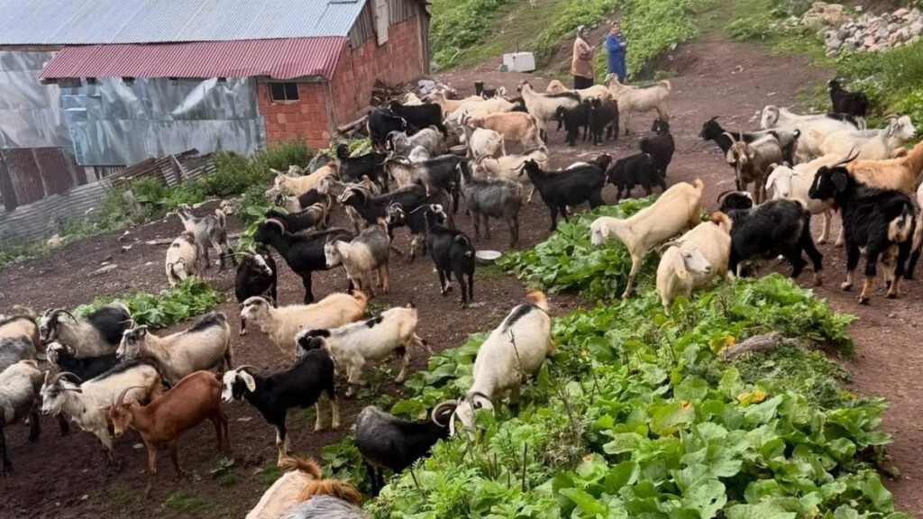 Pınar Sabancı Karadeniz turuna çıktı! “Ruhuma çok iyi geldi bu güzel yaylalar”