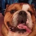 Sihirli Annem Hepimiz Birimiz filmi galasinda kopek Tacettin ile kirmizi halida yurudu