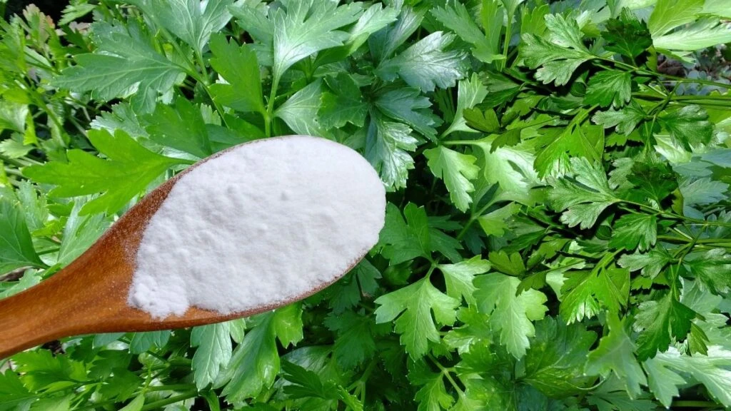 Ağız kokusunu bitiren doğal yöntem! Tarifi diş hekimleri verdi 