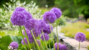 allium cicegi