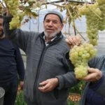 Amasyalı Feruziye nine kışın serada üzüm yetiştirip satıyor! Tarladan sorfralara