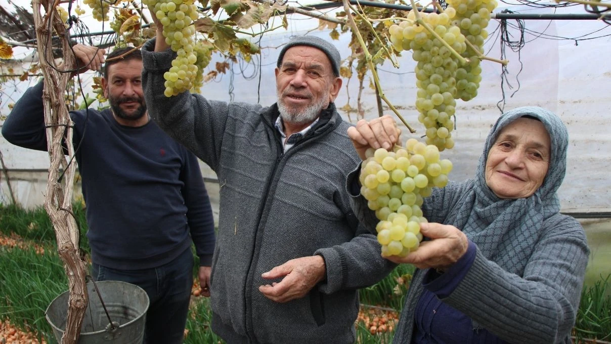 Amasyalı Feruziye nine kışın serada üzüm yetiştirip satıyor! Tarladan sorfralara