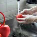 Besinleri sirkeye basmayın! Yıllardır bilinen yanlış