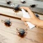 bocekleri kovan basit formul iki fisfisla ne karinca ne hamam bocegi tam bir bocek dusmani 1