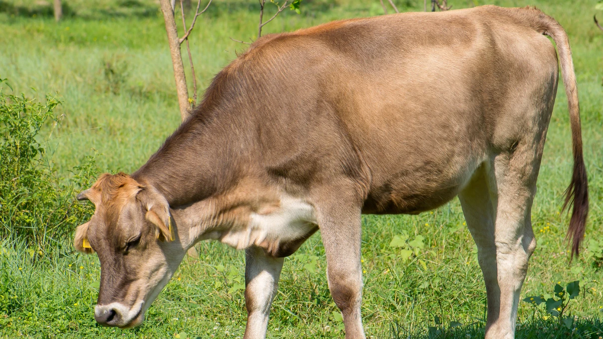 deli dana hastaligi 1