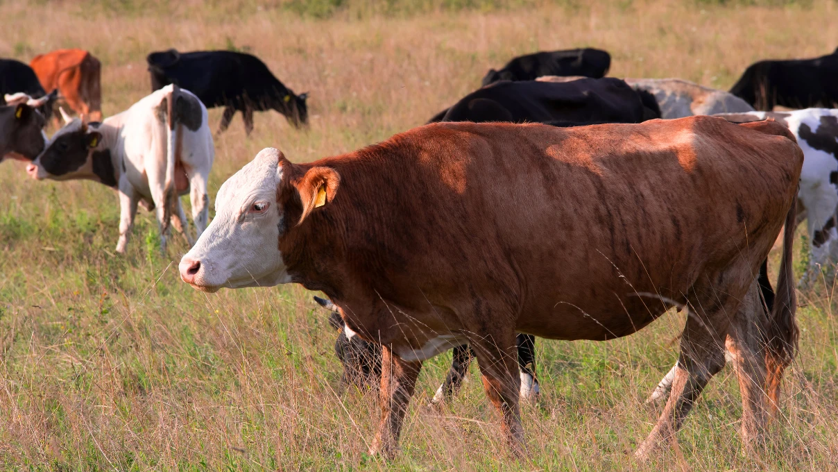 deli dana hastaligi 2