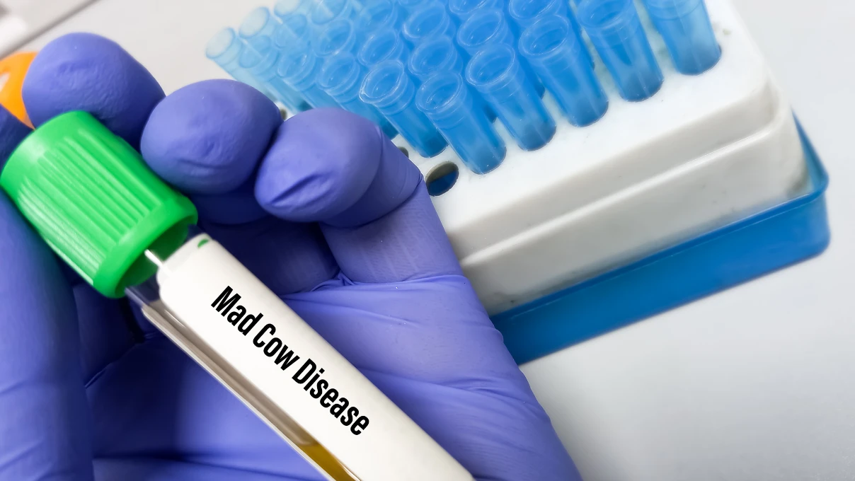 deli dana hastaligi 3