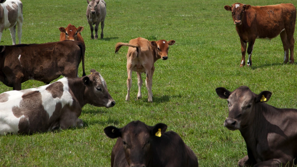 deli dana hastaligi 5