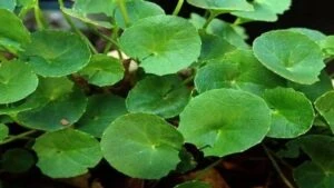 gotu kola
