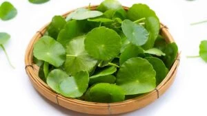 gotu kola selulit yok eden ot