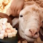 Kurban etinden çıkan yağa burun kıvırmayın! Şifası saymakla bitmiyor
