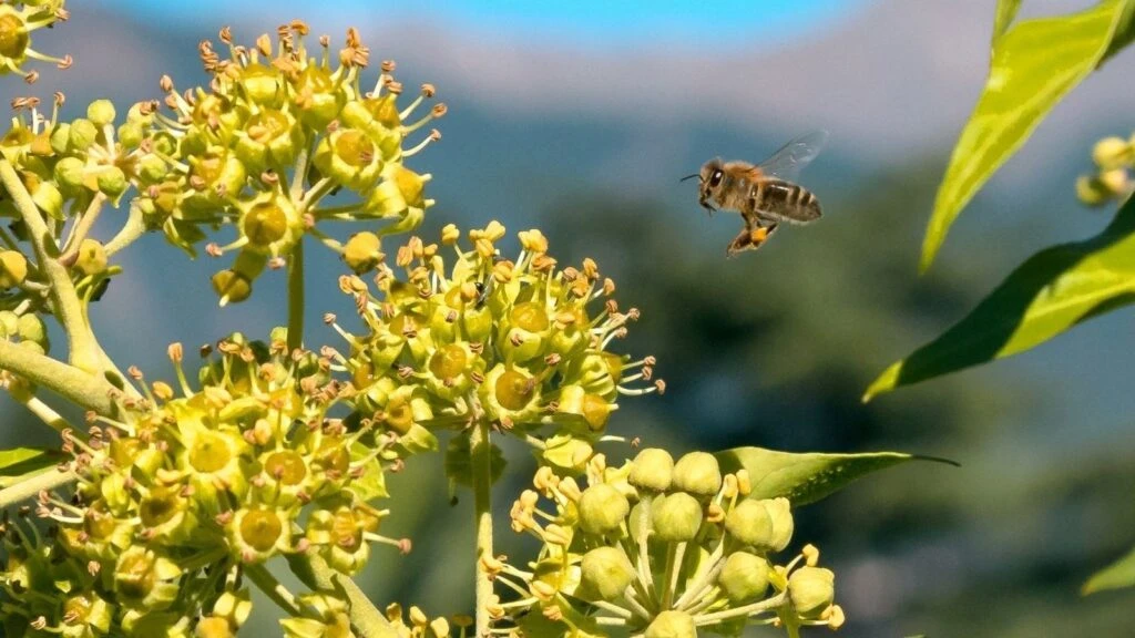 Yüz göz şişiriyor saatlerce hapşırtıyor! Polen alerjisi alarmı verildi