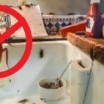 hamam bocekleri kacacak delik arayacak meger bu kadar kolaymis 1