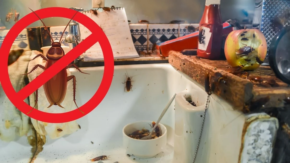 hamam bocekleri kacacak delik arayacak meger bu kadar kolaymis 1