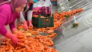 Türkiye’nin havuç ihtiyacını kadınlar karşılıyor! Tarladan sofraya