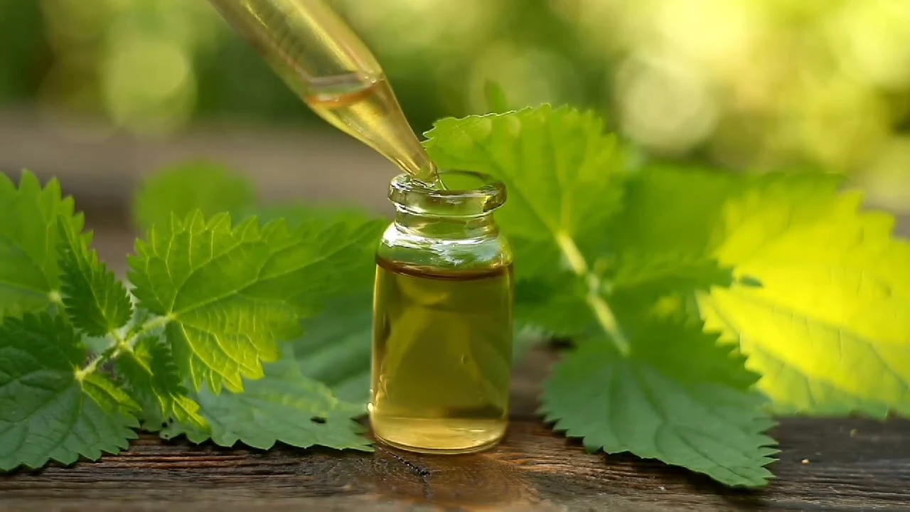 Kadınların doğurganlığını artıran karışım! İbn-i Sina onaylı ilaç 7 isirgan otu yagi