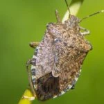 Kahverengi kokarca nedir? Kahverengi kokarca zararlı mı, ısırır mı?