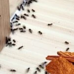 Evdeki karınca istilasına son! Ev hanımlarının gizli formülü
