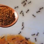 karincalari oldurmeden fellik fellik kaciriyor etrafa azicik serpmek yeterli 1