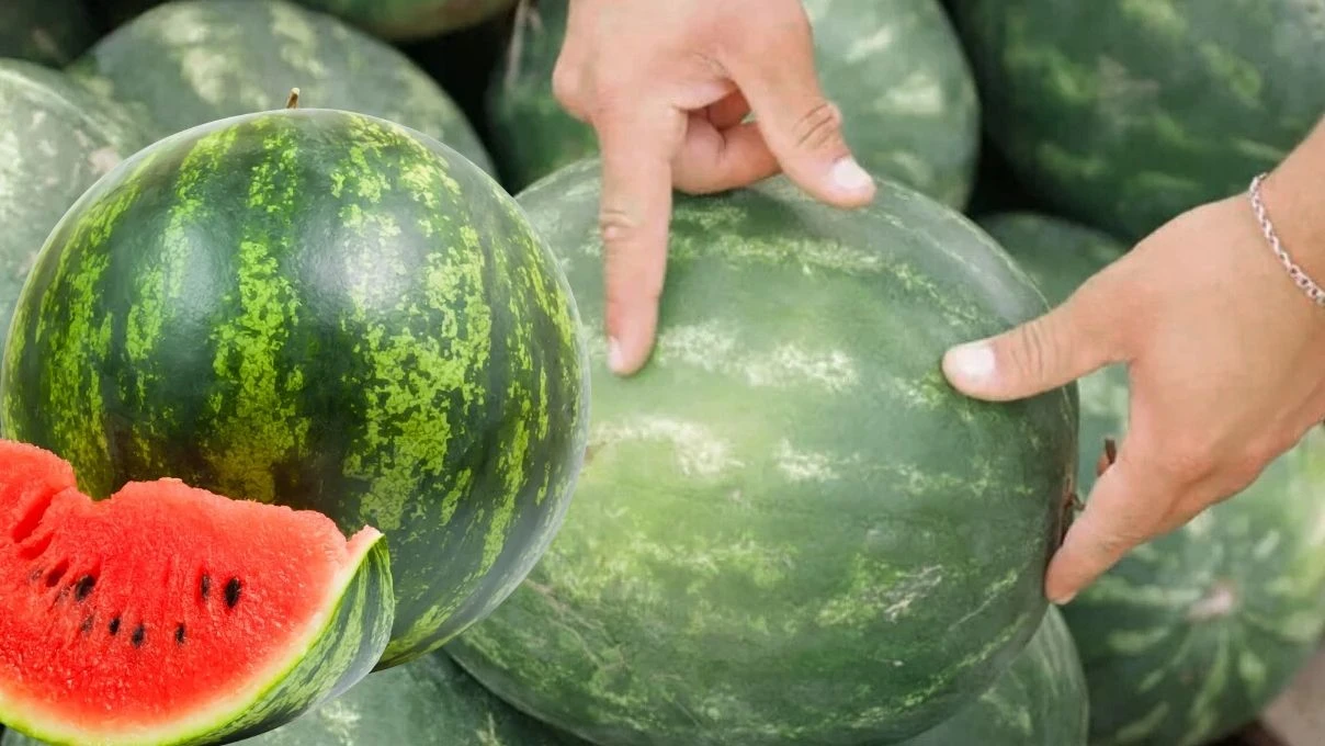 karpuz secmenin puf noktasi elinizle koymus gibi en iyisini bulacaksiniz 1