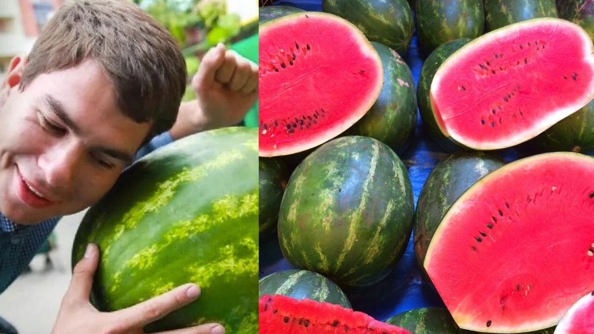 karpuz secmenin puf noktasi elinizle koymus gibi en iyisini bulacaksiniz 4