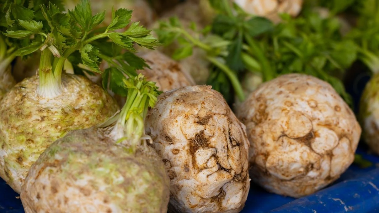 Kereviz salatasının gücü! Bağırsakları çalıştırıyor, bağışıklığı güçlendiriyor