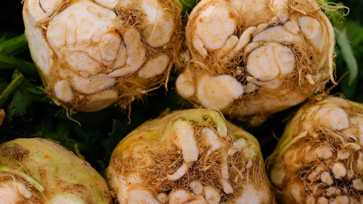 Kereviz salatasının gücü! Bağırsakları çalıştırıyor, bağışıklığı güçlendiriyor