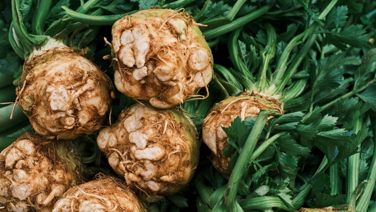 Kereviz salatasının gücü! Bağırsakları çalıştırıyor, bağışıklığı güçlendiriyor