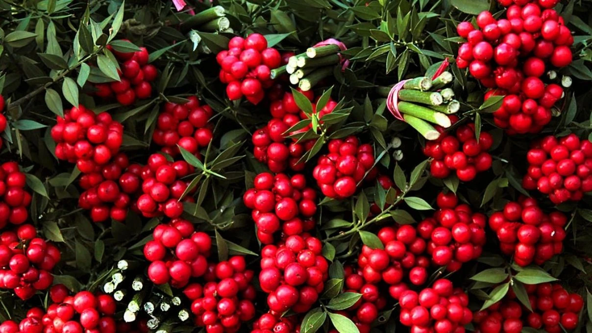 Kokina çiçek ne zaman alınır? Kokina çiçek kime alınır?