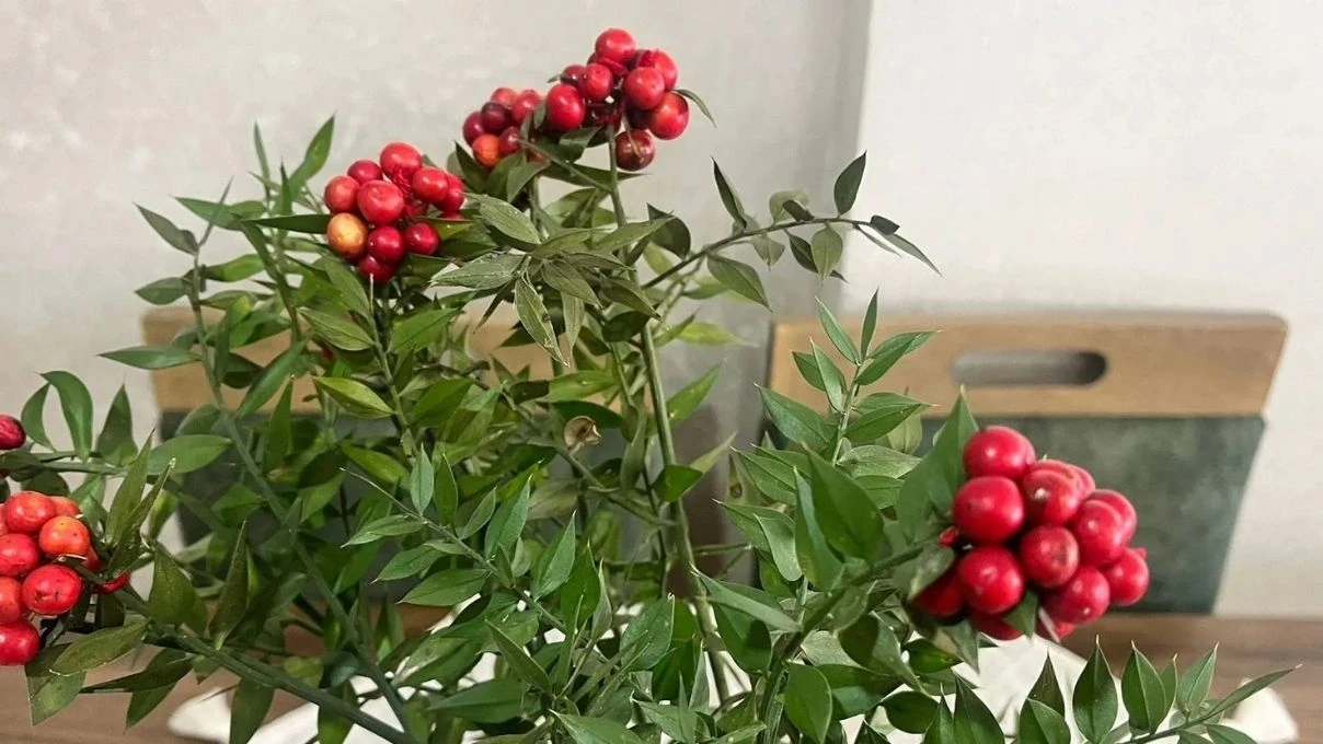 Kokina çiçek ne zaman alınır? Kokina çiçek kime alınır?