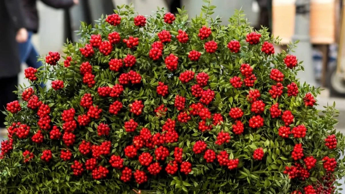 Kokina çiçek ne zaman alınır? Kokina çiçek kime alınır?