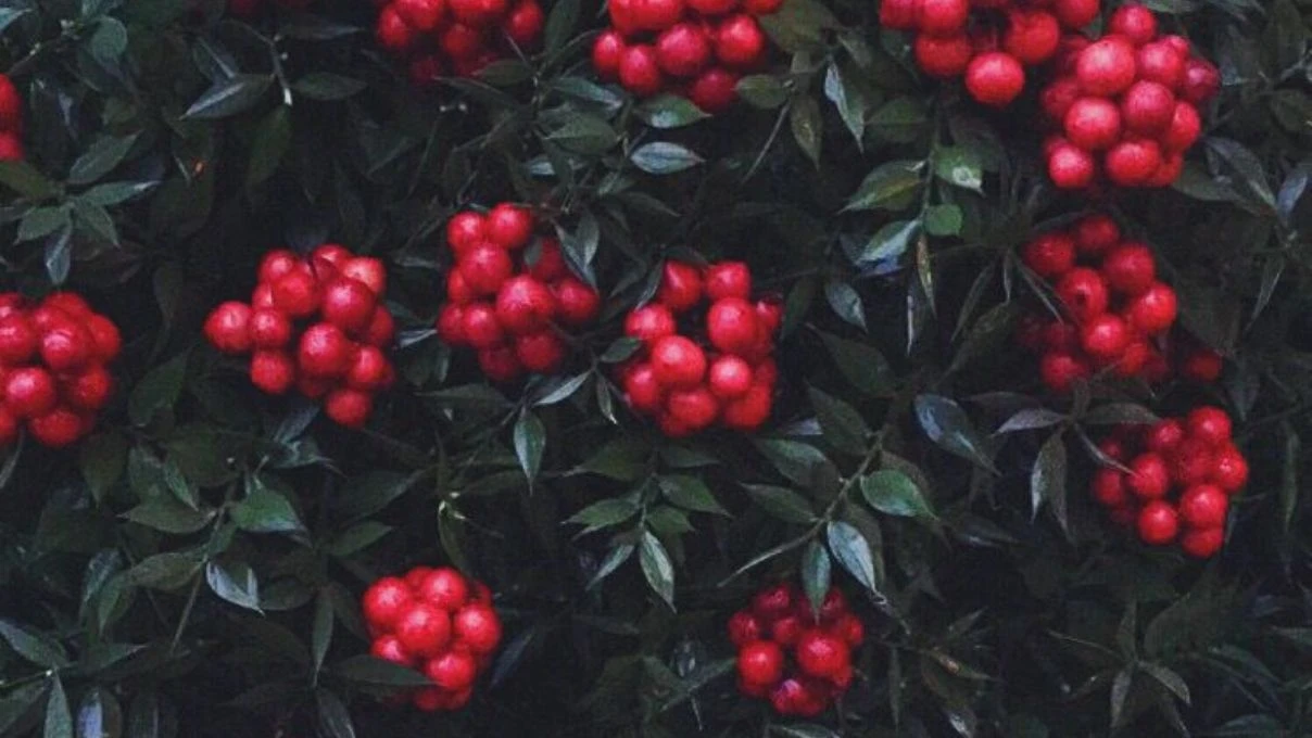 Kokina çiçek ne zaman alınır? Kokina çiçek kime alınır?