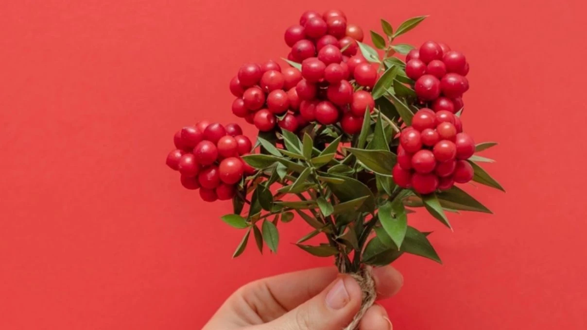 Kokina çiçek ne zaman alınır? Kokina çiçek kime alınır?