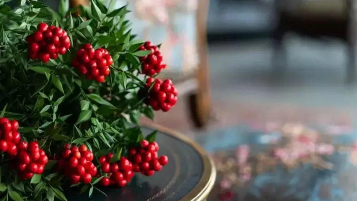 Kokina çiçek ne zaman alınır? Kokina çiçek kime alınır?