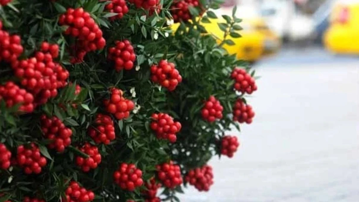 Kokina çiçek ne zaman alınır? Kokina çiçek kime alınır?