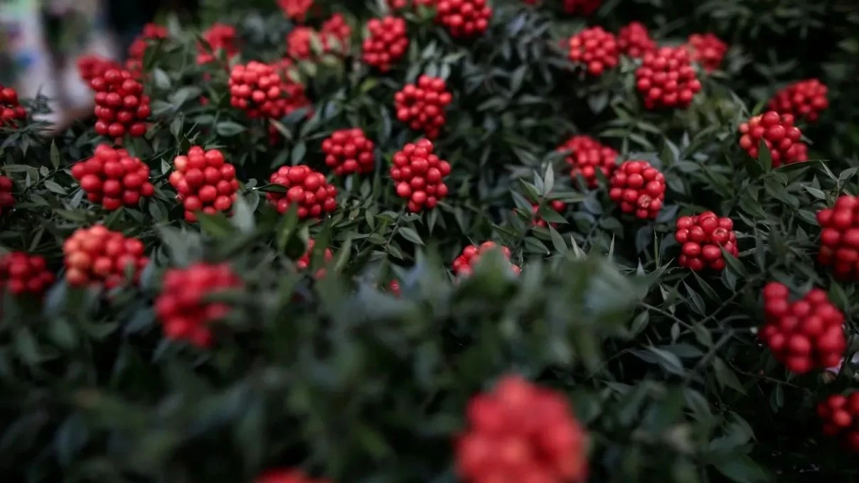 Kokina çiçek ne zaman alınır? Kokina çiçek kime alınır?