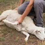 kurban kesmek icin bayram namazi sart mi bayram namazi kilmayan kurban kesebilir mi 1