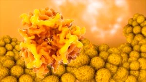 leptin molecule and fat cells science photo library