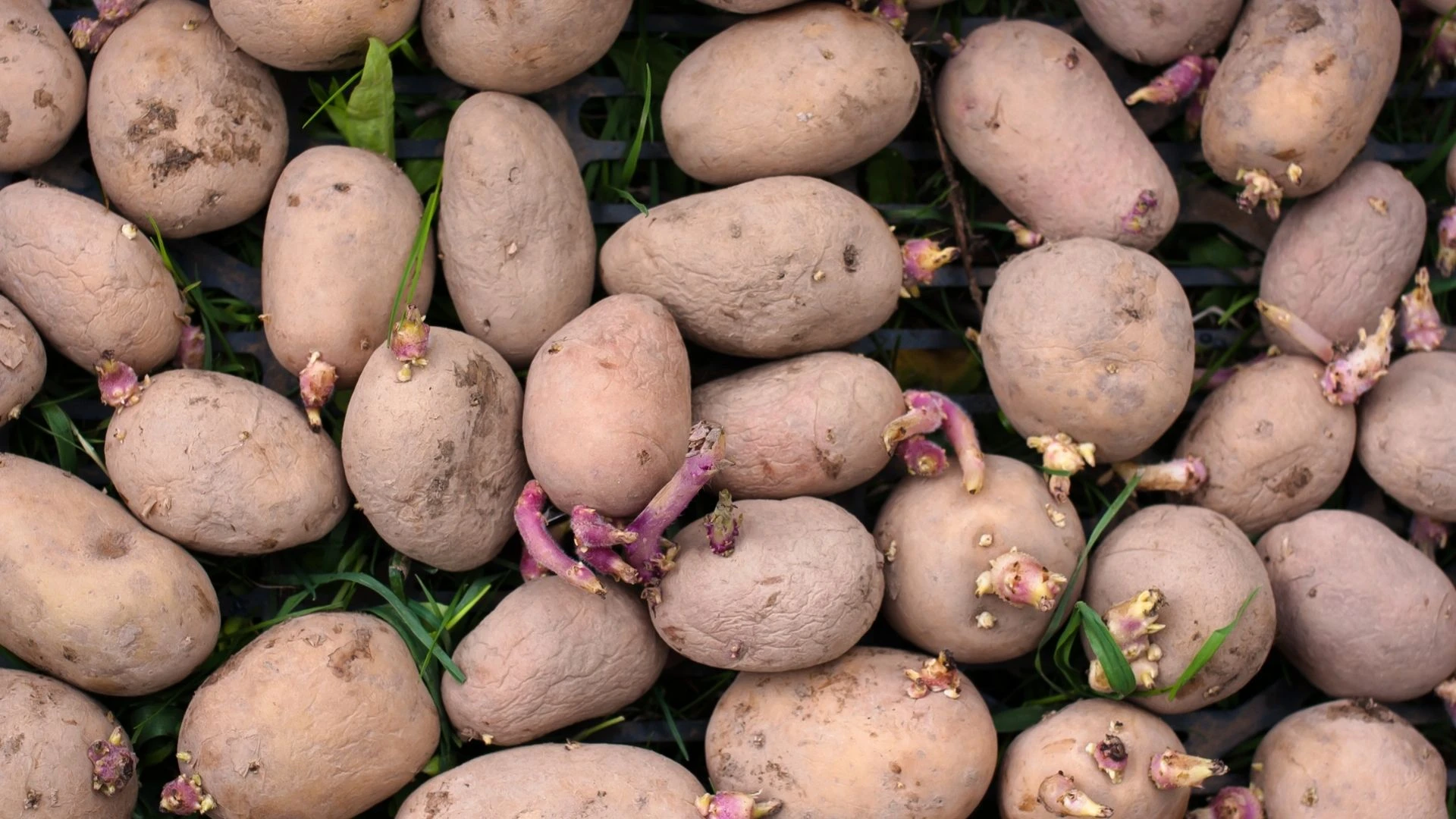patates filizlenmesine en etkili cozum bu yontemle aylarca tas gibi kalacak 5