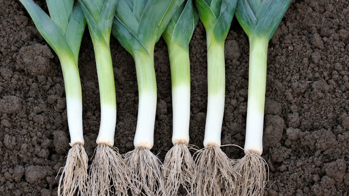 Tok tutan kış lezzetleri! Hem kokusu hem görüntüsü cazibeli 11 pirasa 1