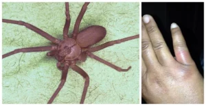recluse 1152x595 1