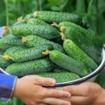 salataliklari haftalarca kutur kutur taptaze tutmanin sirri yeni dalindan koparilmis gibi kalacak 1